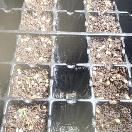 Lambs Breath F1 breeding to BX1'S!
