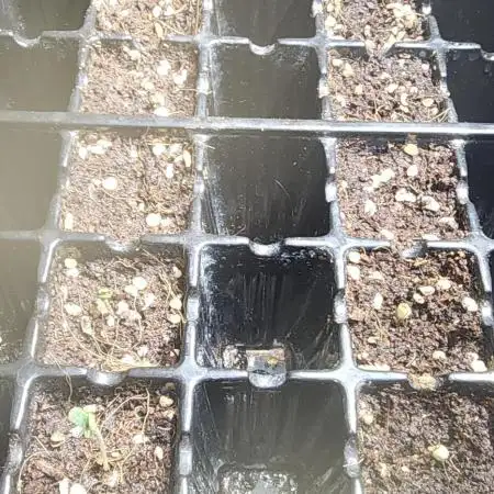 Lambs Breath F1 breeding to BX1'S!