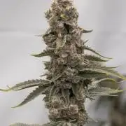 Nanna Glue