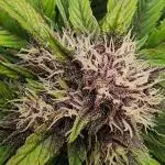 Zombie kush