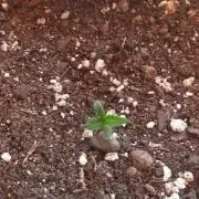 Royal Cookies Auto