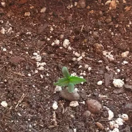 Royal Cookies Auto