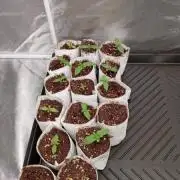 Stardawg 