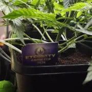 Sticky broccoli 🥦