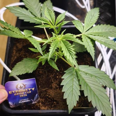 Sticky broccoli 🥦