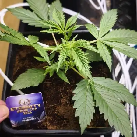 Sticky broccoli 🥦