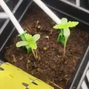 Sticky broccoli 🥦