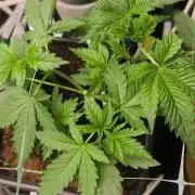 Sticky broccoli 🥦