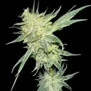 Sticky broccoli 🥦