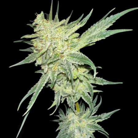 Sticky broccoli 🥦