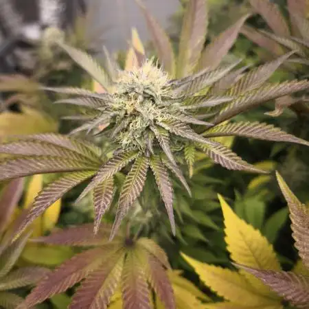 Eternity grow cup