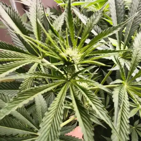 Sticky broccoli 🥦