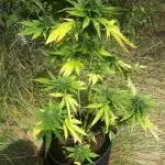 Surviving test Stress Killer auto (CBD)