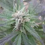 [Organic] Blue Cheese auto