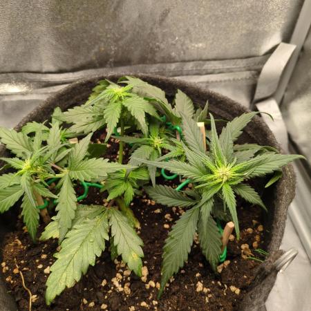 Red Cookies