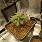 Zamnesia Ghost Train Haze 12/12fs
