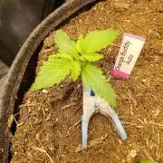 Orange Buddy Auto by Herbies