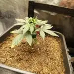 RQS 12/12 fs Special Kush #1