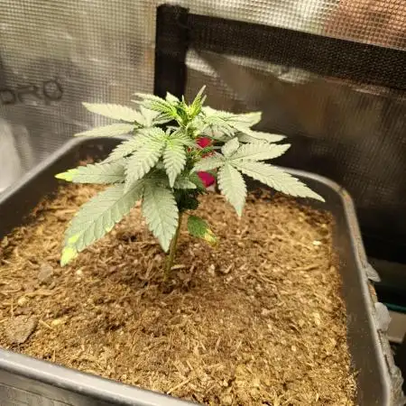 RQS 12/12 fs Special Kush #1