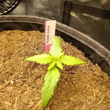 Purple Juice Auto by Herbies