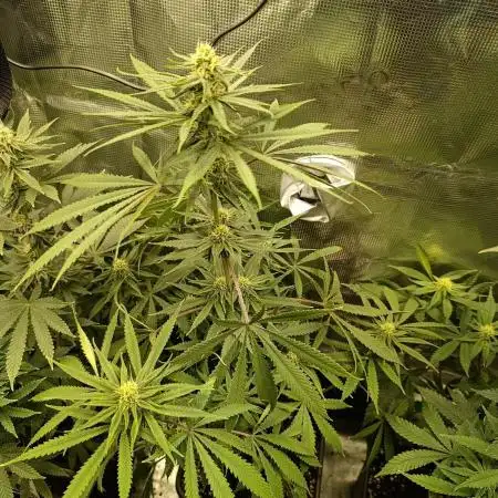 Ice Cream Haze Dutch Passion Grow