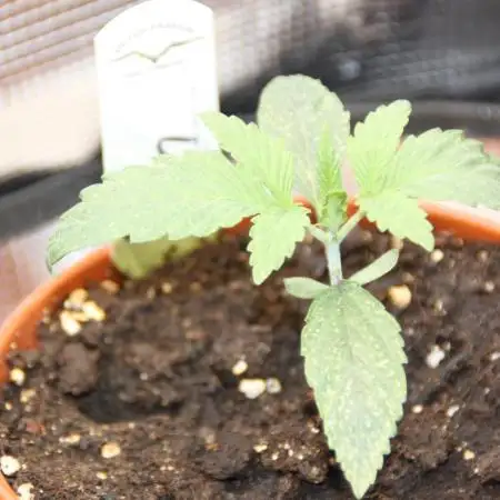 Ice Cream Haze Dutch Passion Grow