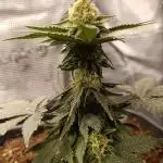Blue Zushi - Dutch Passion