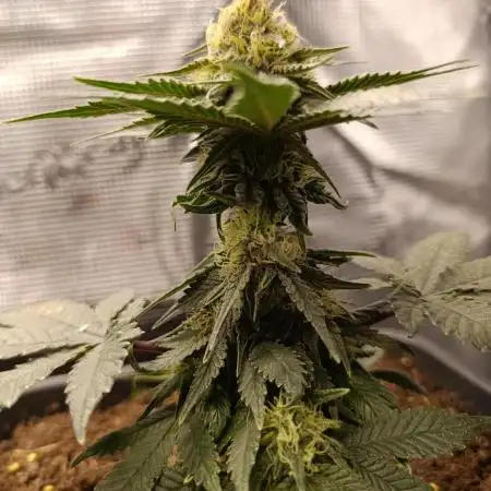 Blue Zushi - Dutch Passion