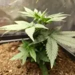 Blue Zushi - Dutch Passion