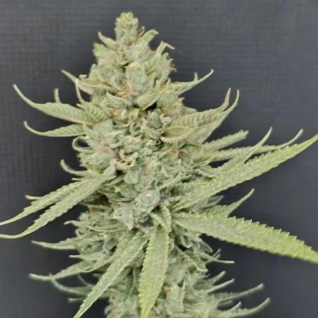 Ice Cream Haze Dutch Passion Grow
