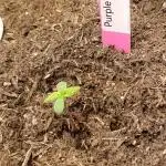 Purple Juice Auto by Herbies
