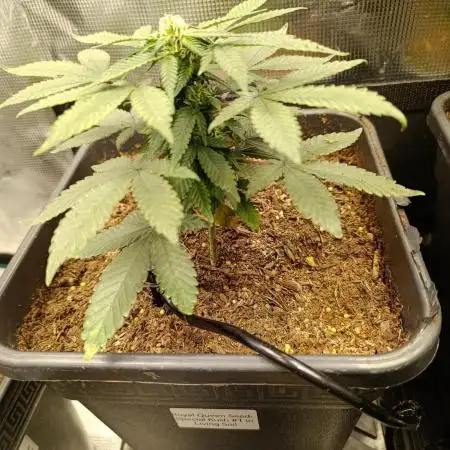 RQS 12/12 fs Special Kush #1