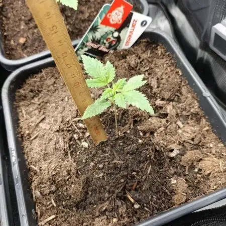 Zamnesia Ghost Train Haze 12/12fs
