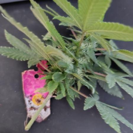 RQS 12/12 fs Special Kush #1