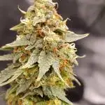 Strain A for Photo Contest , Dutch P. & SSSC 2025