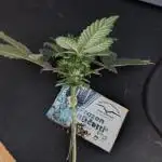 Dutch Passion Frozen Biscotti 12/12 fs