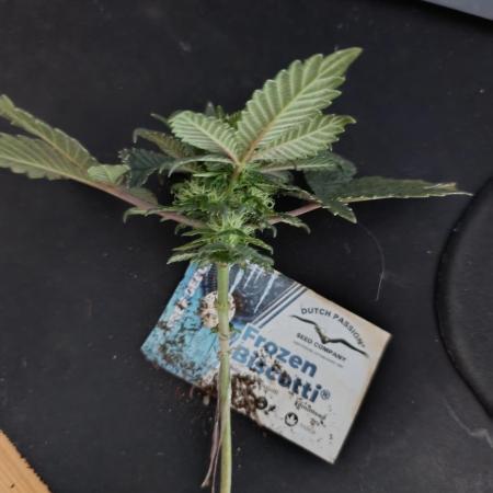 Dutch Passion Frozen Biscotti 12/12 fs