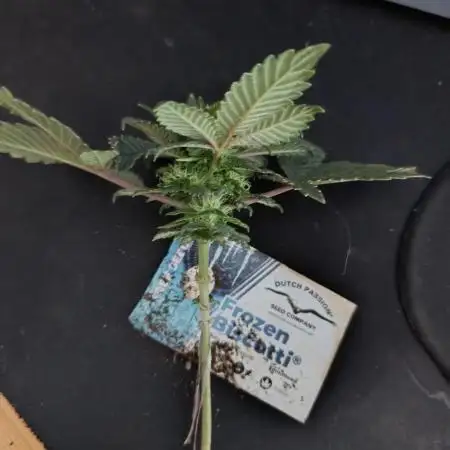 Dutch Passion Frozen Biscotti 12/12 fs