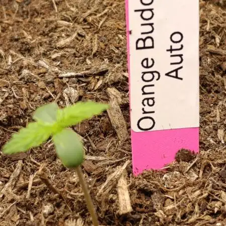 Orange Buddy Auto by Herbies