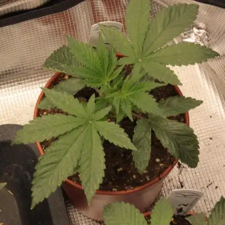 Ice Cream Haze Dutch Passion Grow