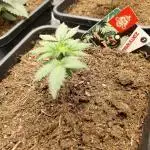 Zamnesia Ghost Train Haze 12/12fs