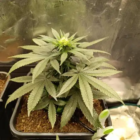 Blue Zushi - Dutch Passion