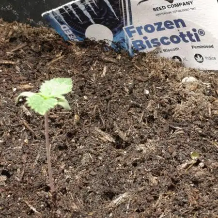 Dutch Passion Frozen Biscotti 12/12 fs