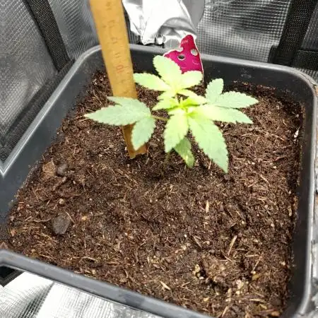 RQS 12/12 fs Special Kush #1