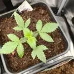 Dutch Passion Frozen Biscotti 12/12 fs