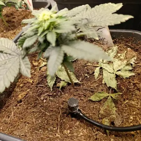 Dutch Passion Frozen Biscotti 12/12 fs