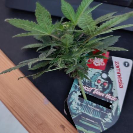 Zamnesia Ghost Train Haze 12/12fs