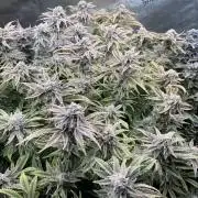 Super Skunk - Sensi Seeds - Hydro