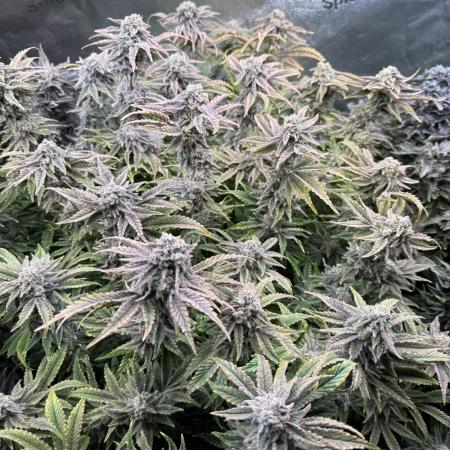 Super Skunk - Sensi Seeds - Hydro
