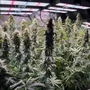 Jack Herer - Sensi Seeds